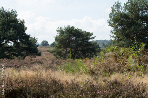  in der mehlinger heide © lotharnahler