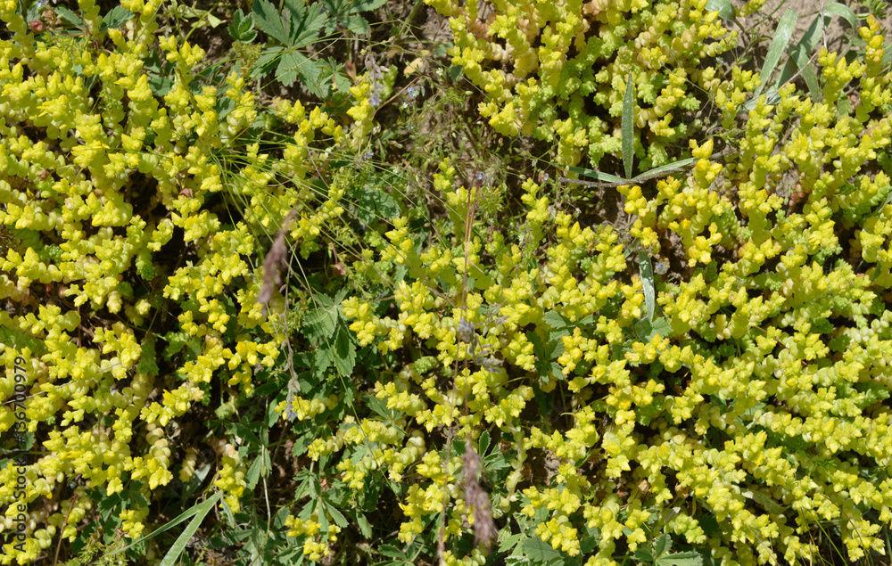 Mat of stonecrop stems in spring sunlight as natural background.