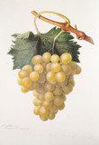 Illustration botanique / Vitis vinifera / Raisin