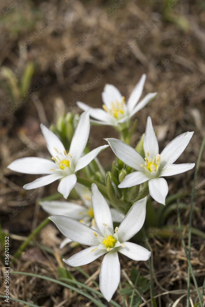 Ornithogalum umbellatum / Ornithogale en ombelle Ornithogalum umbellatum / Ornithogale en ombelle