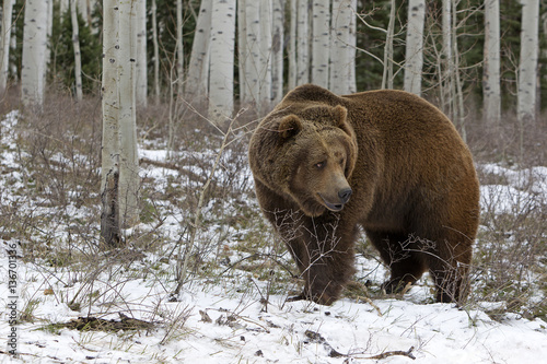 Ursus arctos horribilis / Ours brun / Grizzly