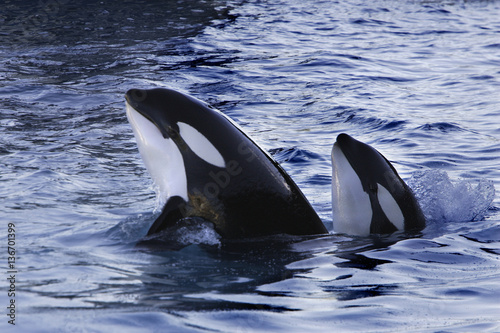 Orcinus orca / Orque / Orca