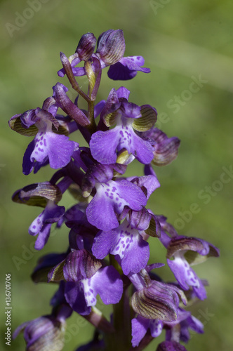 Orchis morio / Orchis bouffon photo