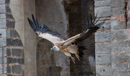 Vautour de l'Himalaya en vol