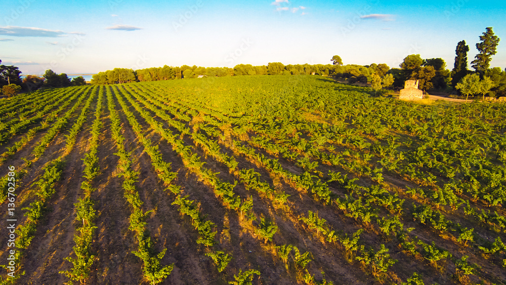 Aerial View Of A Vineyard