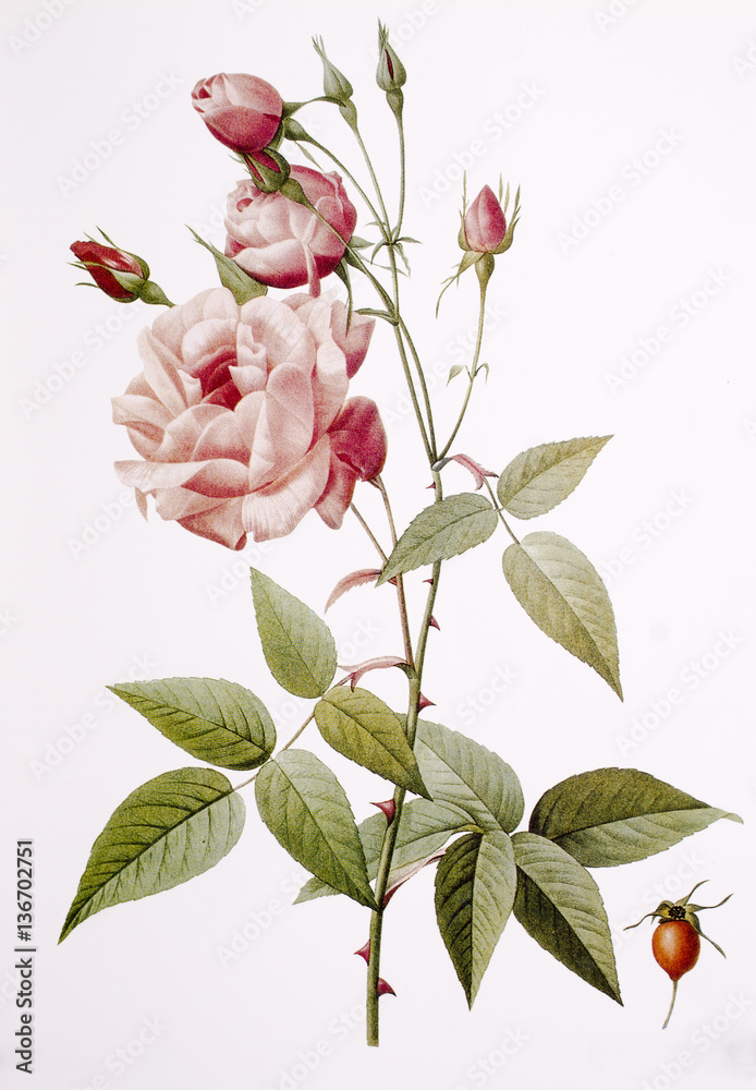 Illustration botanique / Rosa chinensis / Rose de Chine Stock Photo | Adobe  Stock