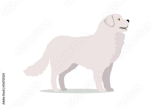 Labrador in Stand on White Background