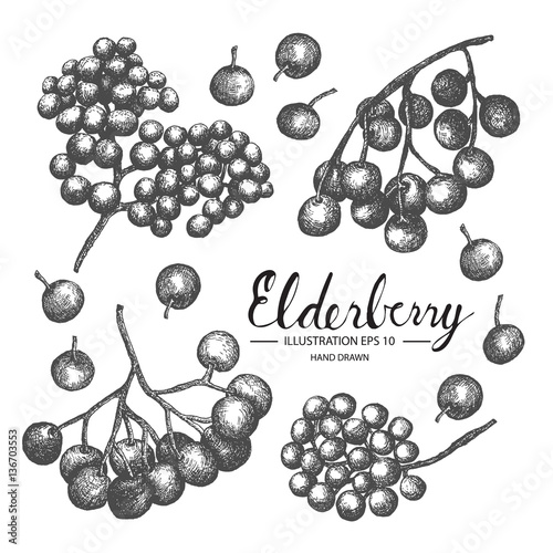 Elderberry hand drawn collection by ink and pen sketch. Isolated vector design for fruit and vegetable products and health care goods.