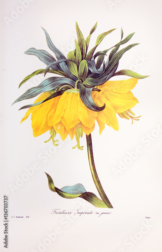 Fritillaria imperialis / Couronne impériale / Fritillaire impériale photo