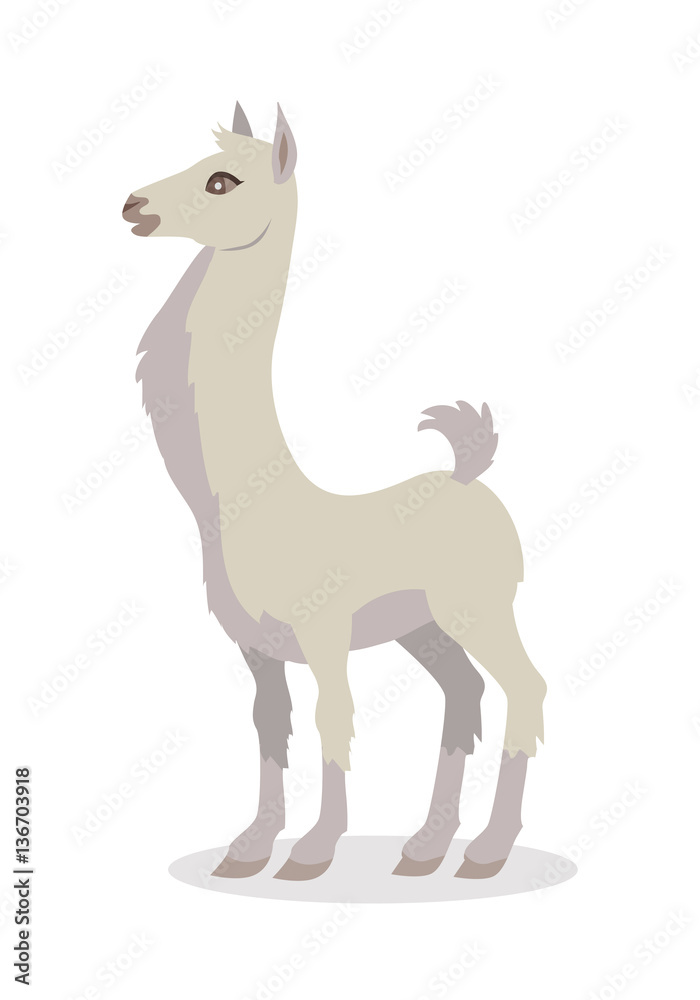Llama Isolated on White. South American Camelid