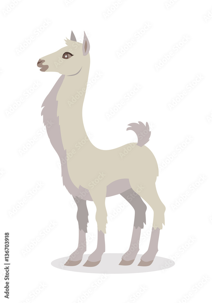 Llama Isolated on White. South American Camelid Llama Isolated on White. South American Camelid