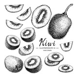 Kiwi hand drawn collection by ink and pen sketch. Isolated vector design for fruit and vegetable products and health care goods.