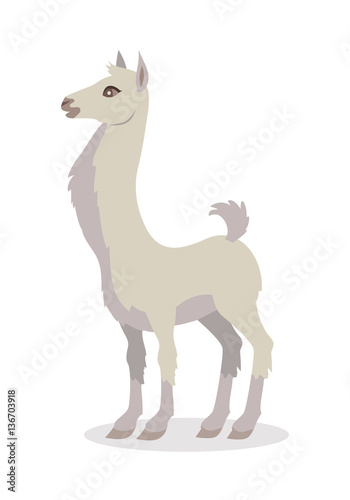 Llama Isolated on White. South American Camelid