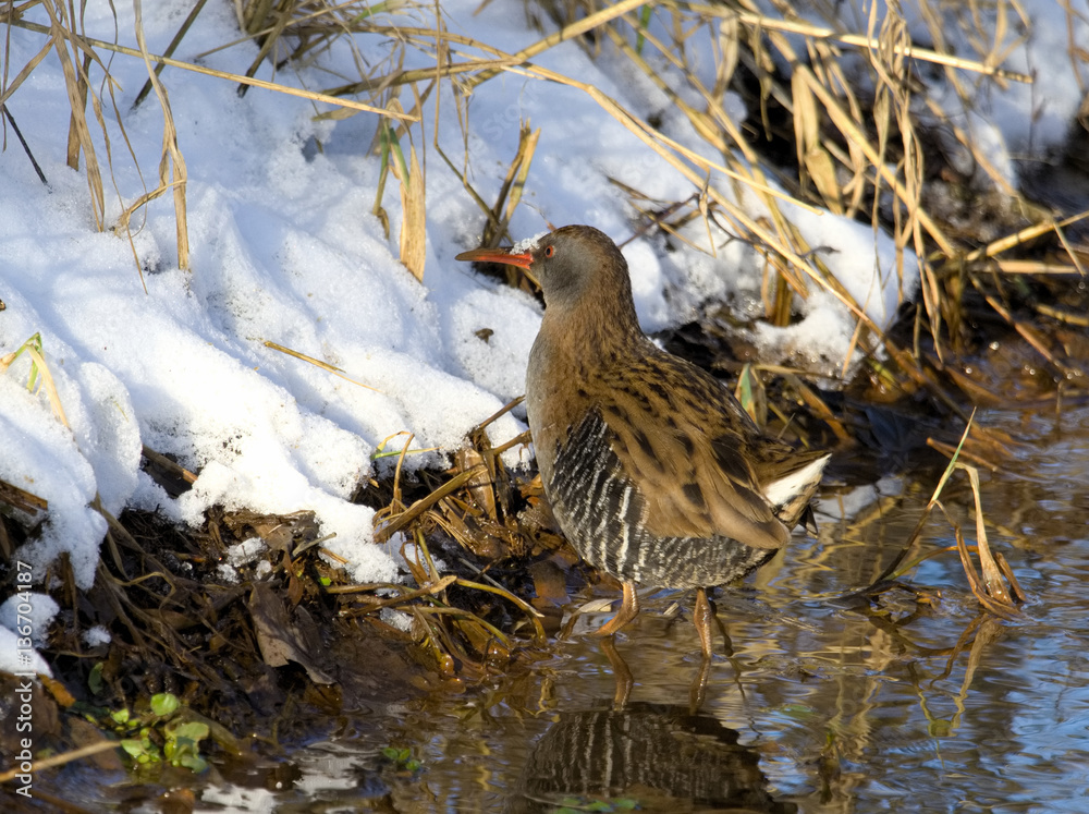 Fototapeta premium Water Rail ( Rallus aquaticus )