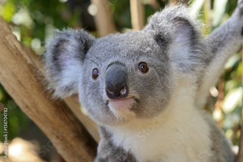 Phascolarctos cinereus   Koala cendr     Koala