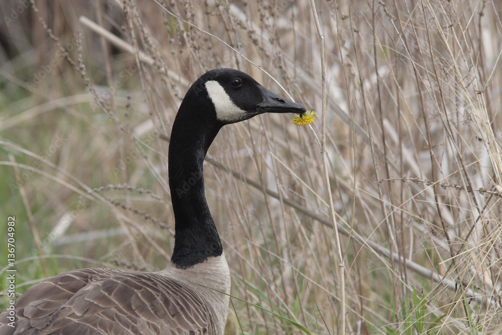 Branta canadensis / Bernache du Canada Branta canadensis / Bernache du Canada