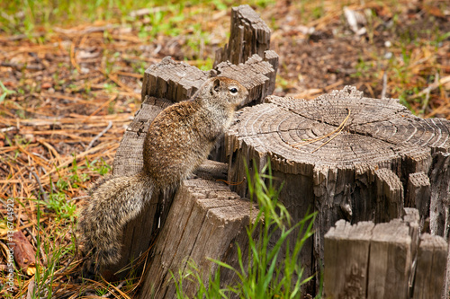California Ground Squirrel on tree stump in Yosemite National Park, outdoors