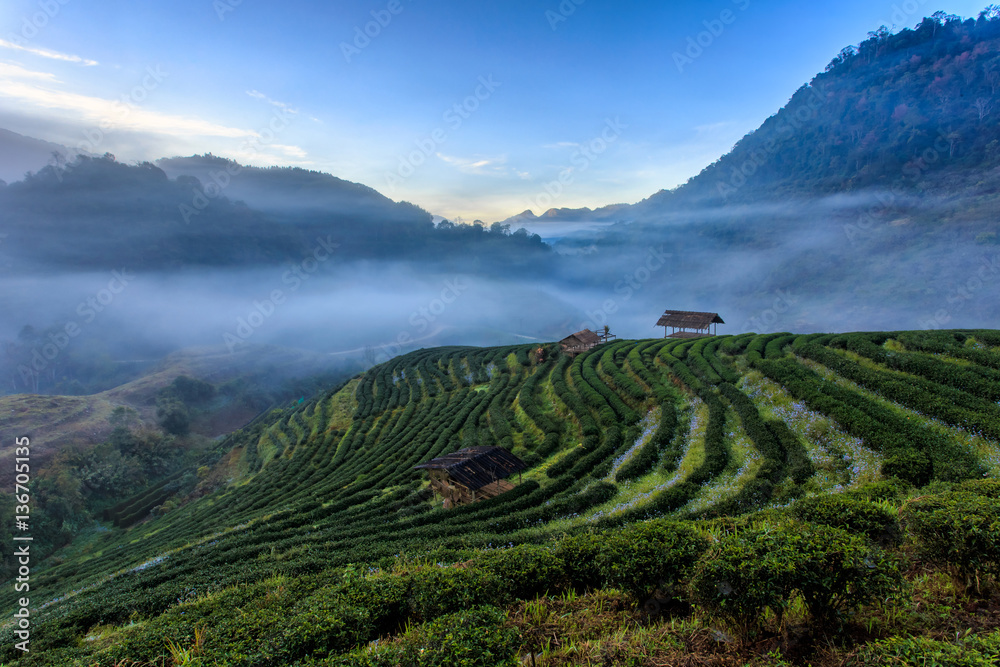 Tea plantation beautiful landscape famous tourist attraction at Doi at Doi Ang Khang Chiang Mai, Thailand