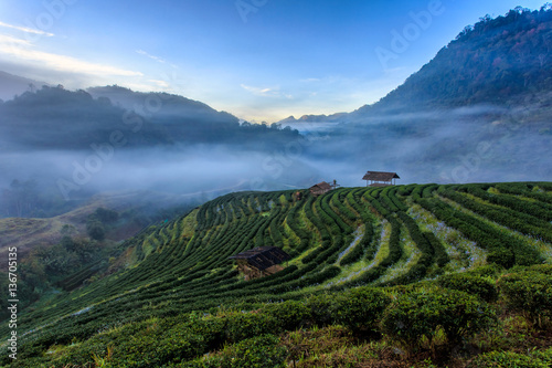 Tea plantation beautiful landscape famous tourist attraction at Doi at Doi Ang Khang Chiang Mai, Thailand
