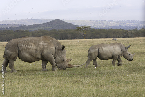 Ceratotherium simum / Rhinocéros blanc © PIXATERRA