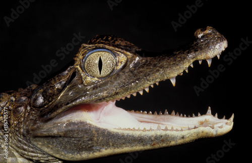 Caiman crocodilus / Caïman à lunettes
