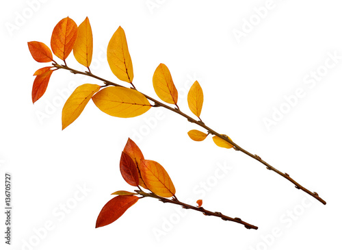 Autumn twigs with yellow an...