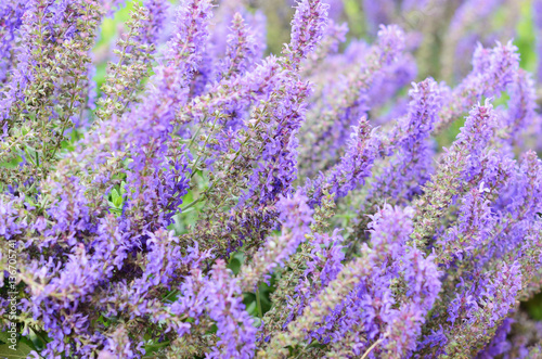 Salvia flowers