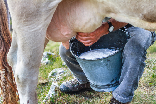 Milking of a cow Fototapet