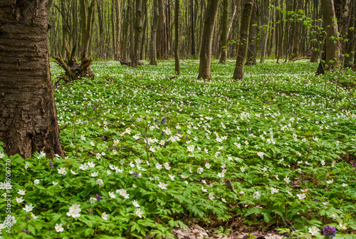 Spring flowers in forest