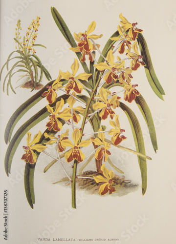 Illustration / Vanda lamellata photo