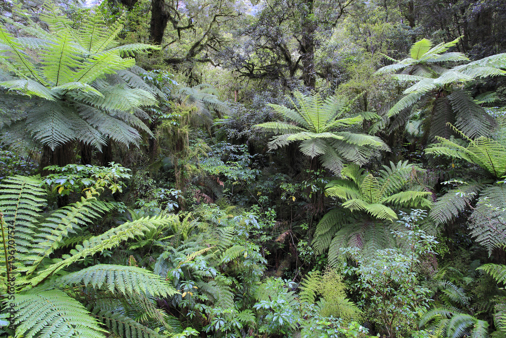 Forêt des Catlins / Nouvelle-Zélande Forêt des Catlins / Nouvelle-Zélande