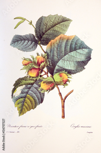 Corylus avellana / Noisetier / Noisette