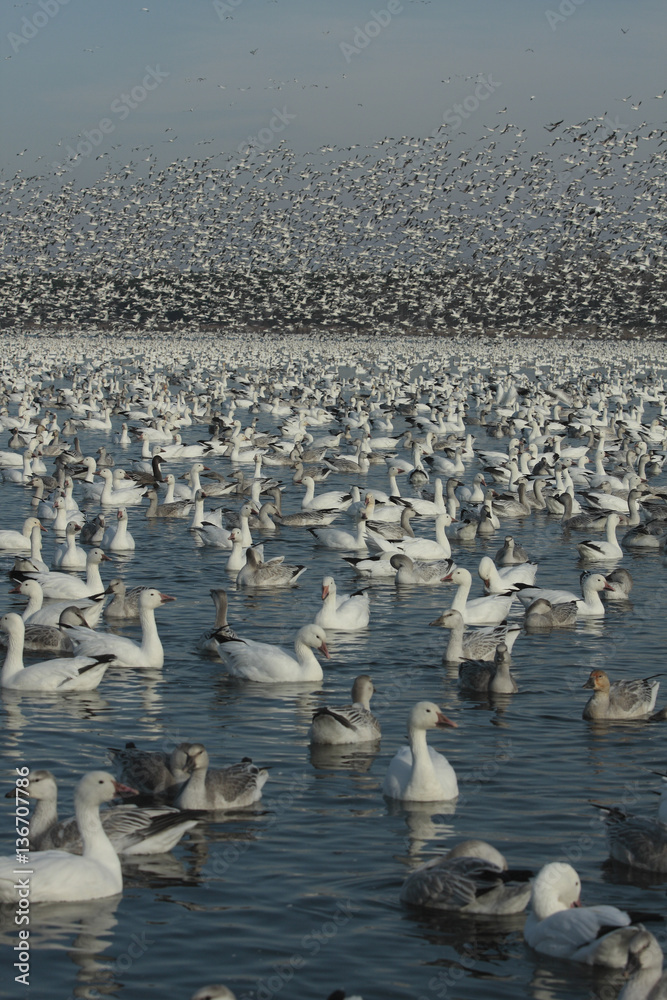 Naklejka premium Anser caerulescens / Oie des neiges