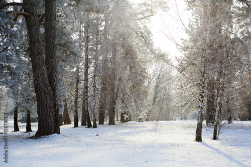 Natural winter forest background
