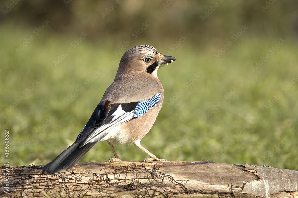 Obraz premium Garrulus glandarius / Geai des chênes
