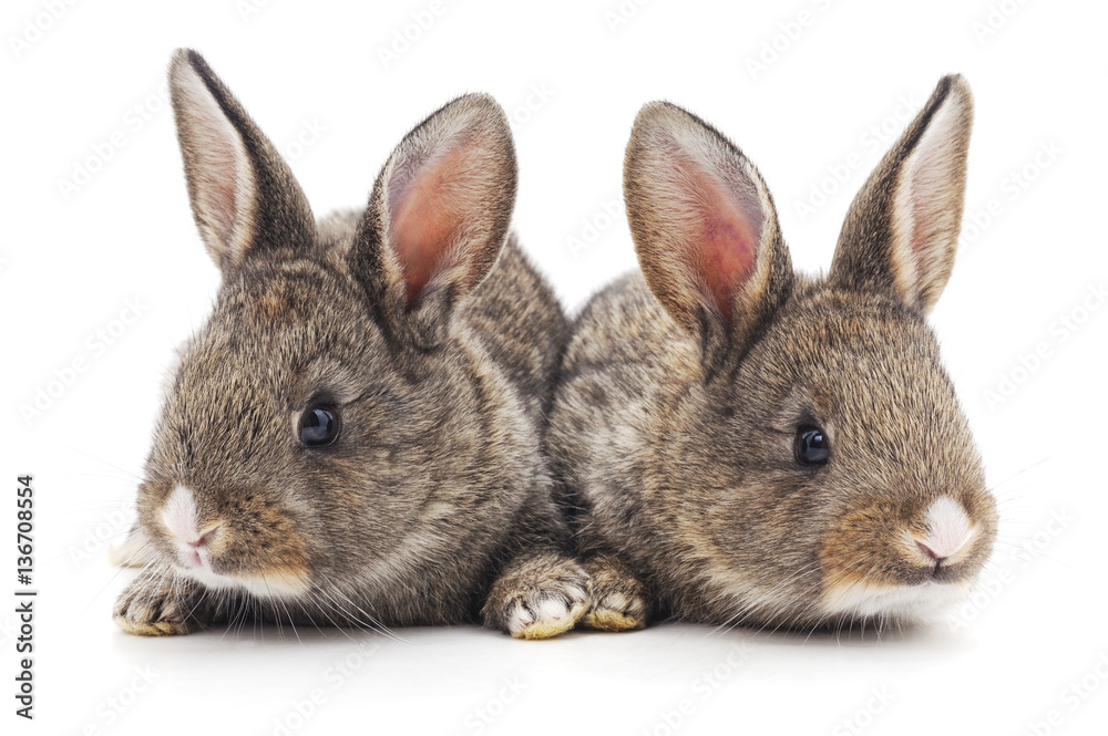 Obraz premium Two rabbits.