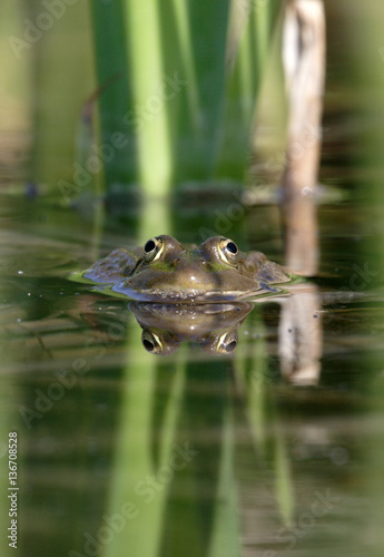 Rana esculenta / Grenouille verte © PIXATERRA