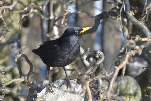 Amsel im Strauch photo