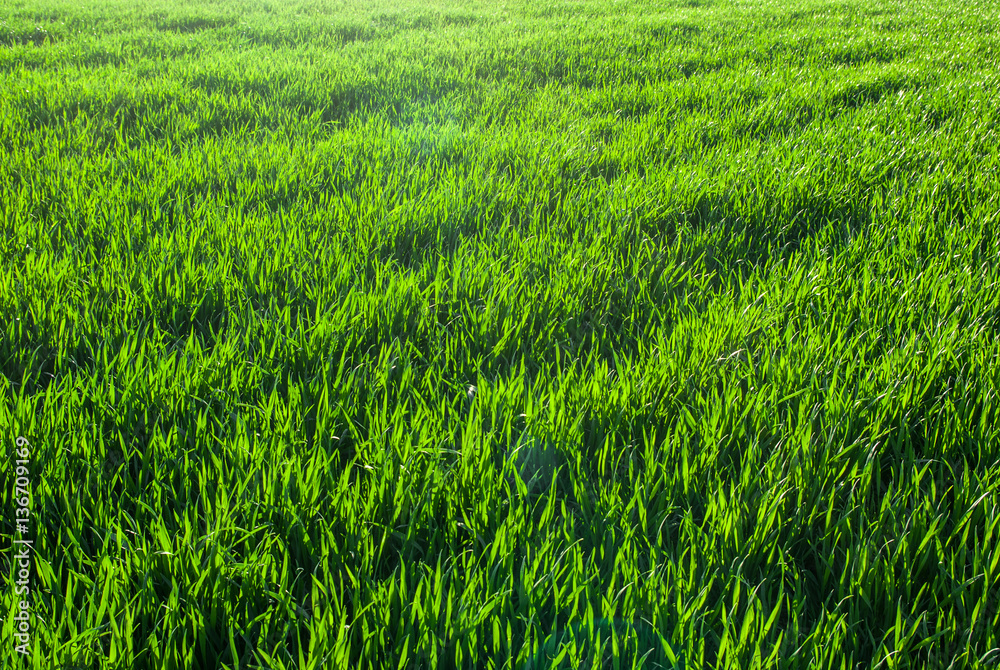 Green grass wheat in field Green grass wheat in field