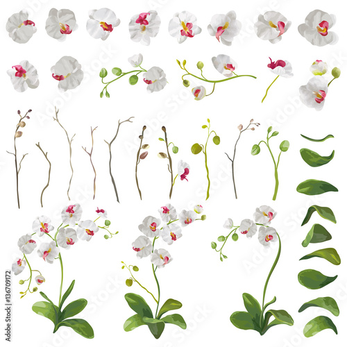 Fototapeta Naklejka Na Ścianę i Meble -  Orchid Tropical Flowers Floral Elements in Watercolor Style. Vector