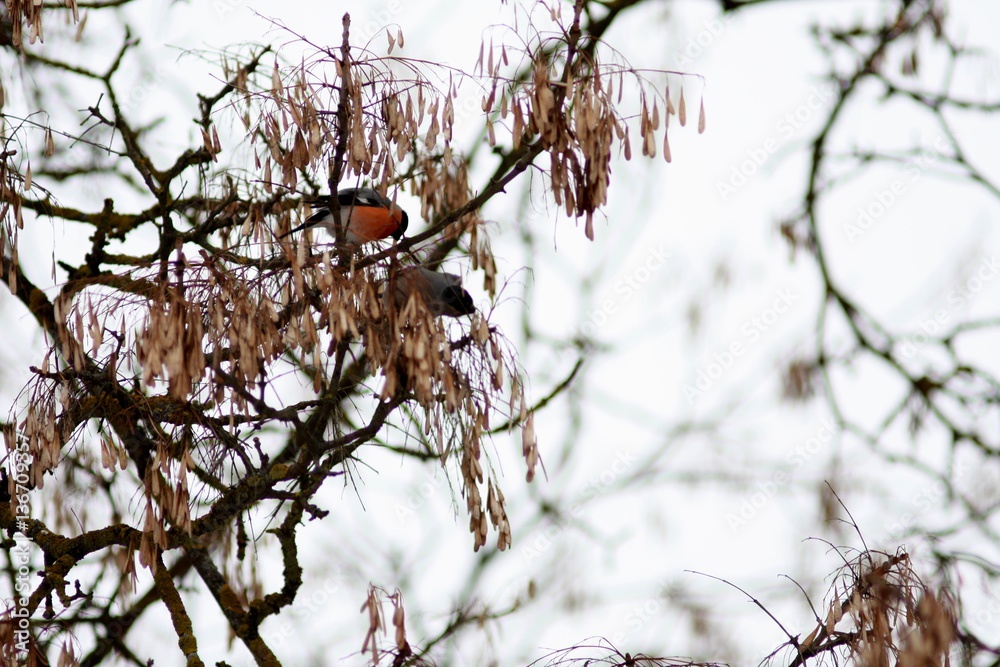 Beautiful red bright birds pair Eurasian common Bulfinch Pyrrhula Pyrrhula sitting on tree branches in winter city park eating seeds Beautiful red bright birds pair Eurasian common Bulfinch Pyrrhula Pyrrhula sitting on tree branches in winter city park eating seeds