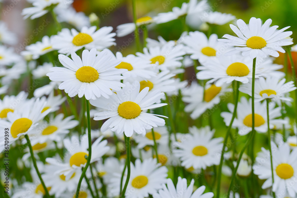 White flowers. White flowers.