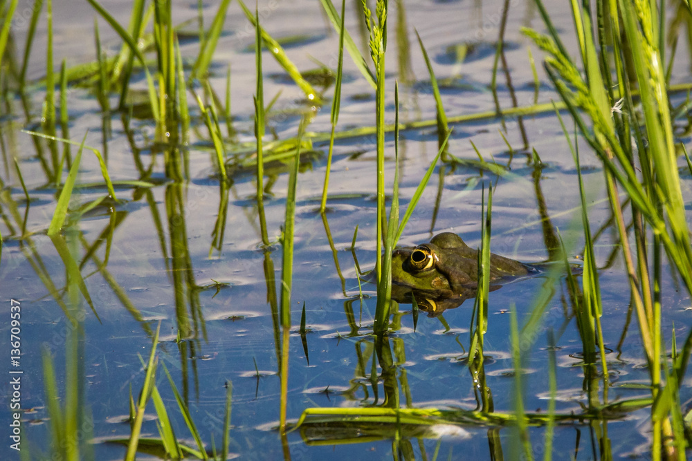 Fototapeta premium Frosch Kröte
