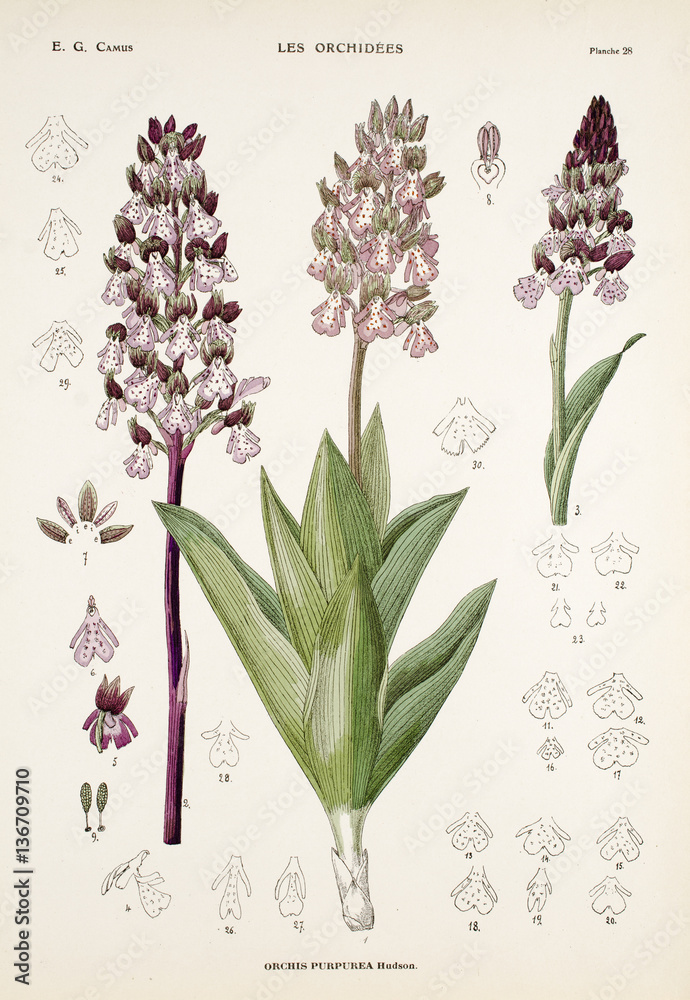 Illustration boatanique / Orchis purpurea / Orchis pourpre
