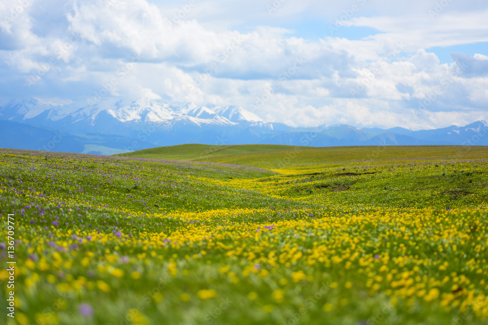 Wild Yellow Flowers on Kalajun Grassland, Xinjiang province, west of China. It's spring.