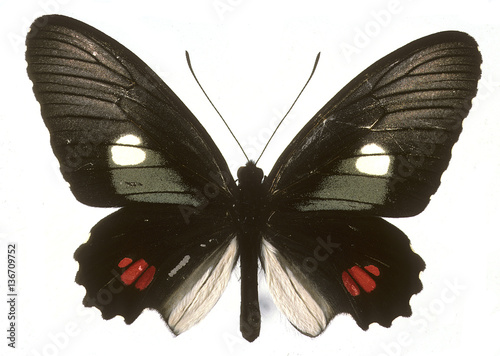 Parides erlaces photo