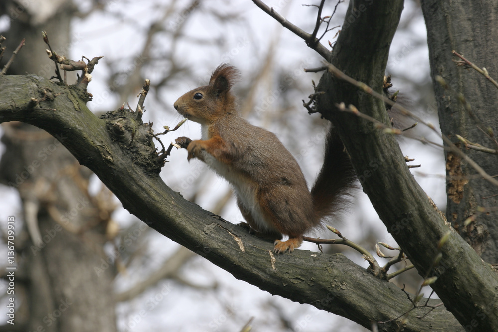 Sciurus vulgaris / Ecureuil roux