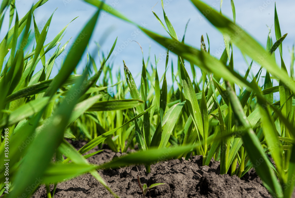 Green grass wheat in field Green grass wheat in field