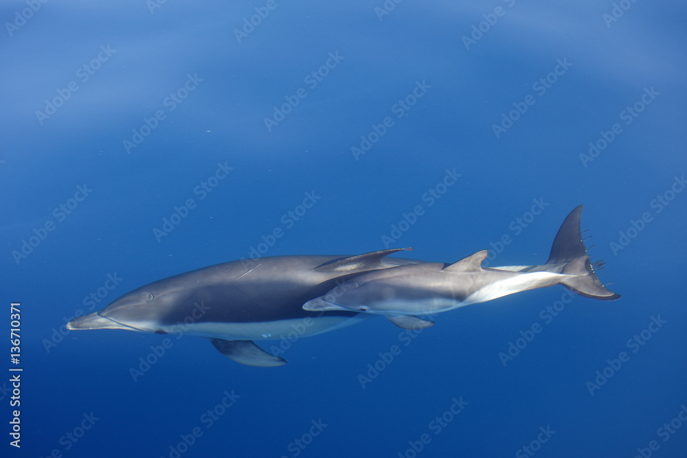 Delphinus delphis / Dauphin commun à bec court