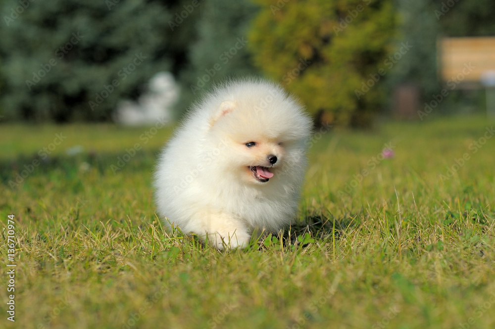 Portrait of german spitz puppy on grass